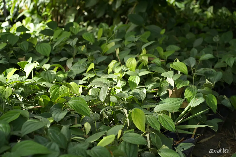 高清摄影 植物 自然 绿色 生态 户外 茂盛的绿色植物群落