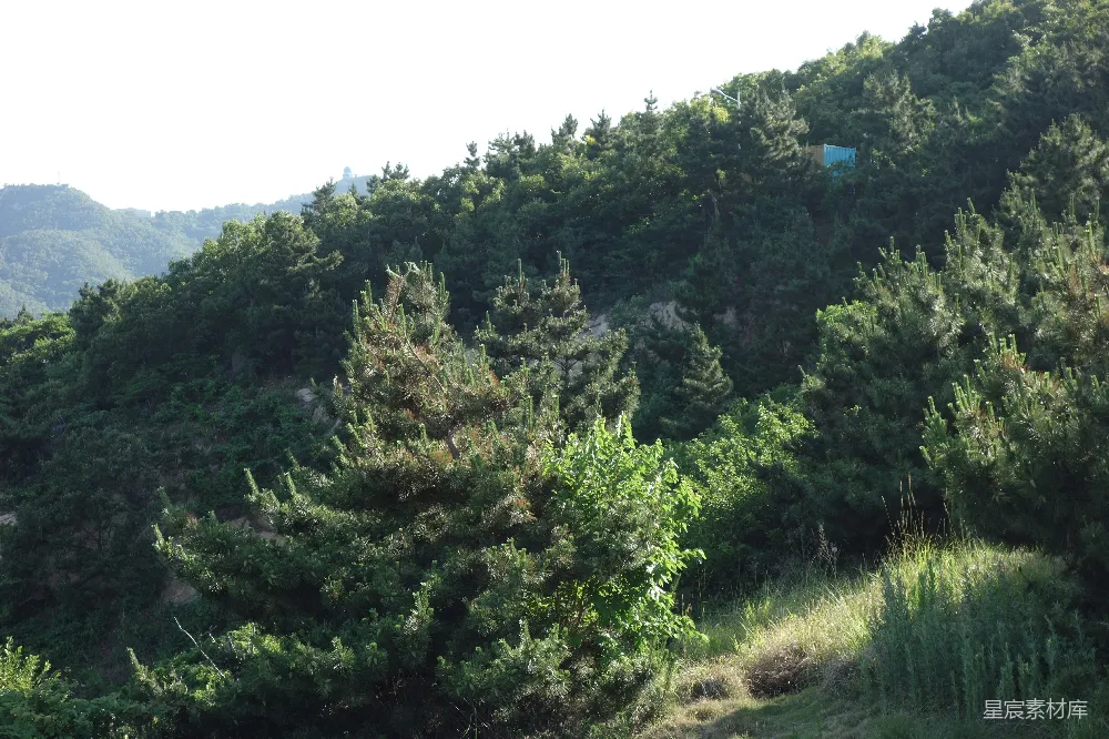 高清摄影 自然风光 绿色植物 户外风景 山林 宁静 山林中的松树