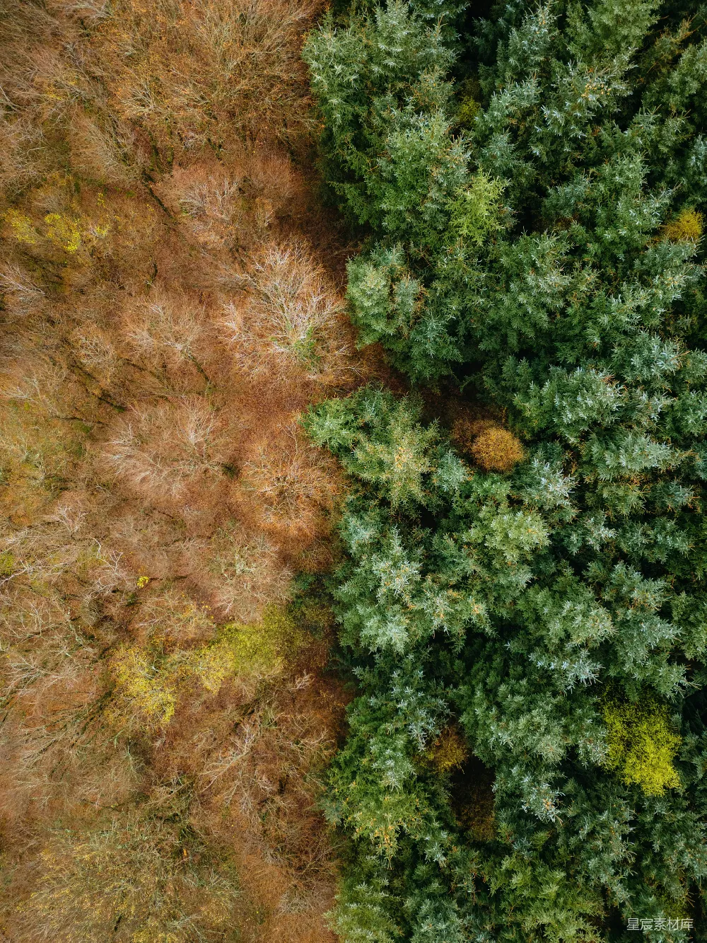 高清摄影 森林 秋天 航拍 自然 风景 秋日森林俯瞰