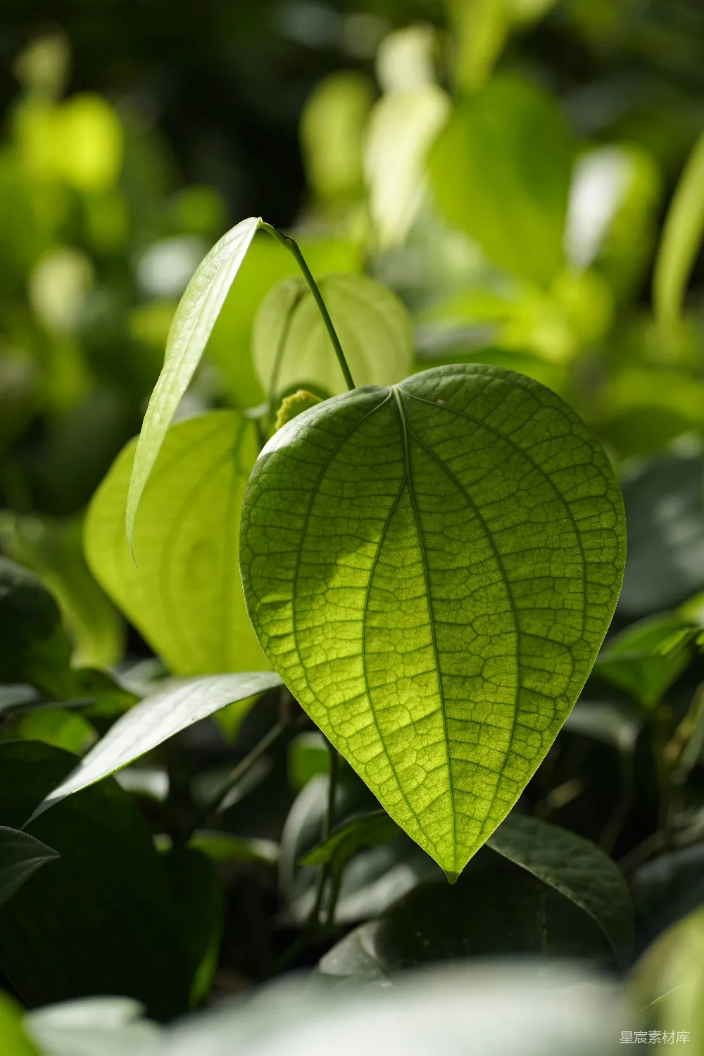高清摄影 自然 绿植 阳光 清新 植物 阳光下的绿叶