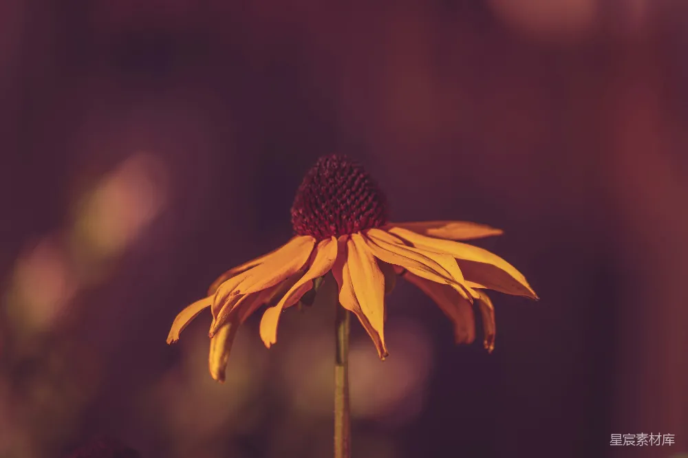 高清摄影 花朵 夕阳 枯萎 自然 秋季 夕阳下的枯萎雏菊