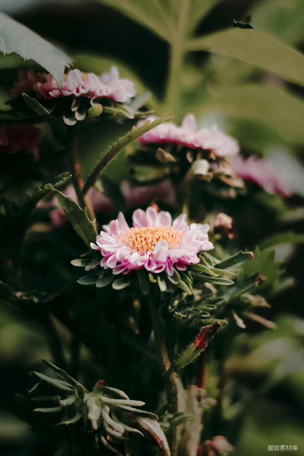 高清摄影 花朵 特写 自然 春天 生机 粉红色的菊花特写