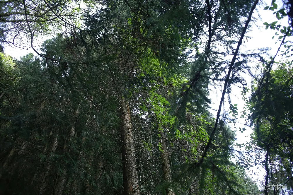 高清摄影 自然 森林 古树 宁静 生态 林间古树