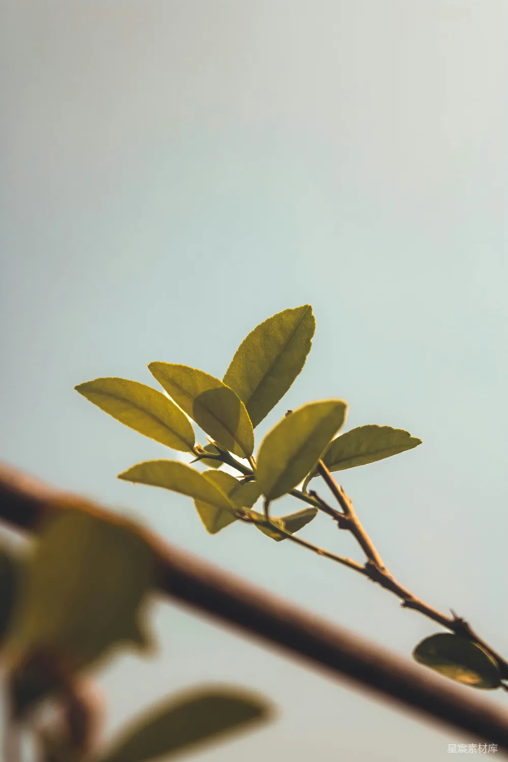 高清摄影 自然 植物 阳光 清新 宁静 阳光下的绿叶