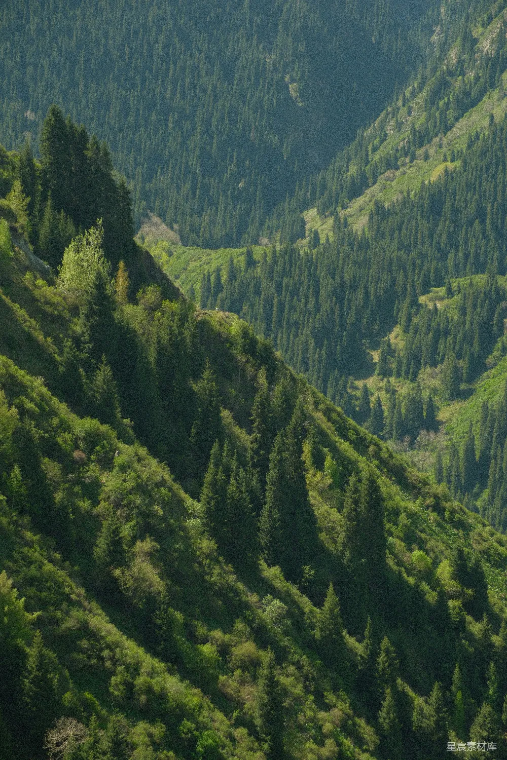 高清摄影 自然 山脉 森林 宁静 户外 山谷中的绿色森林