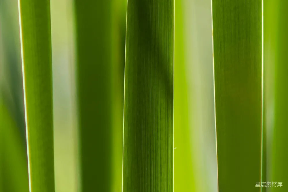 高清摄影 植物 自然 绿色 纹理 植物学 绿色植物叶片特写