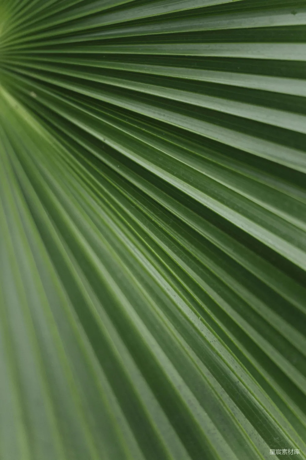 高清摄影 自然 纹理 热带植物 绿色 自然背景 热带绿色棕榈叶纹理