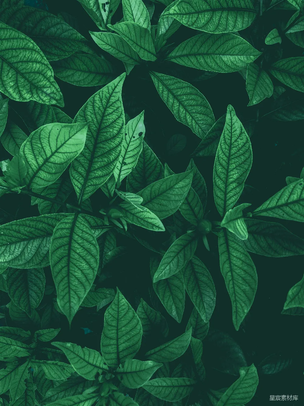 高清摄影 植物 深绿色 自然 细节 生态 深绿色植物特写