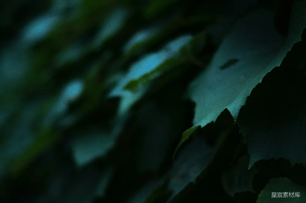 高清摄影 叶子 夜晚 自然 黑暗 绿色 夜晚的叶子