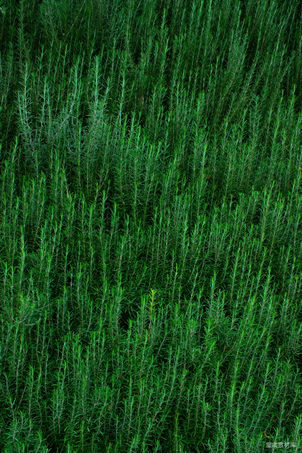 高清摄影 植物 自然 生机 绿色 背景 生机勃勃的绿色植物