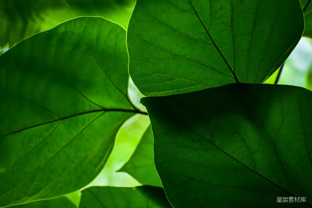 高清摄影 自然 绿色 光影 植物 生态 绿叶的光影