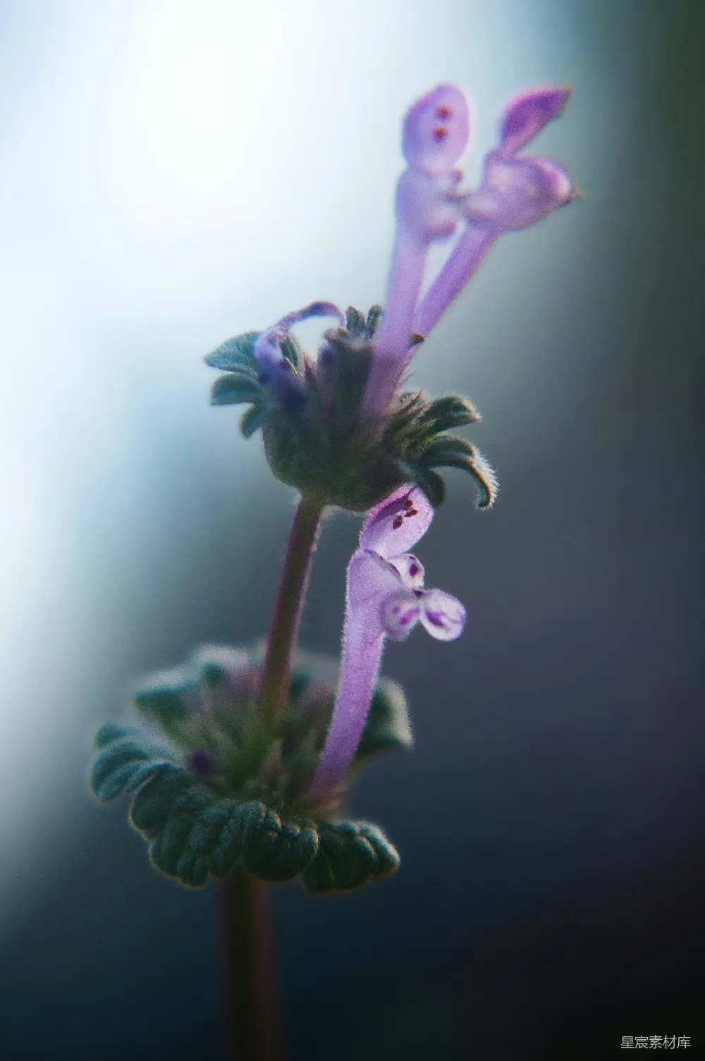 高清摄影 紫色 花朵 自然 梦幻 植物 紫色花朵的梦幻时刻