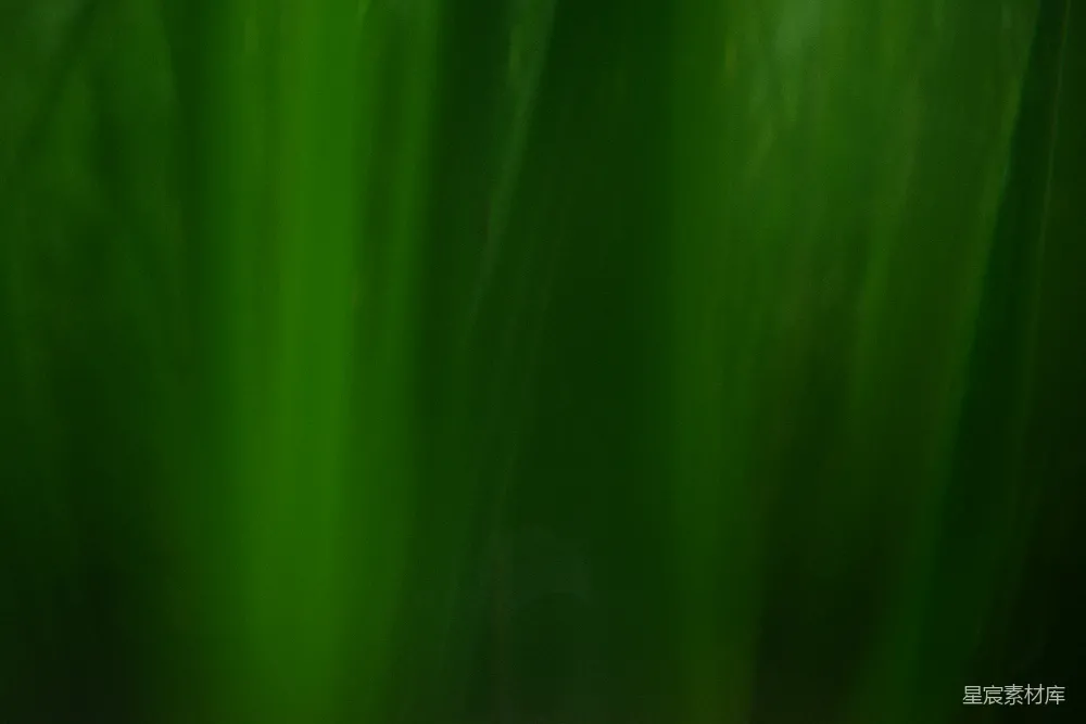 高清摄影 植物 幽暗 自然 绿色 静谧 幽暗中的绿色植物