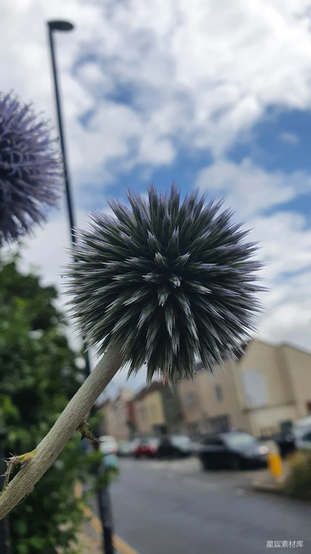 高清摄影 花朵 城市 自然 户外 风景 蓝色刺球花与城市背景