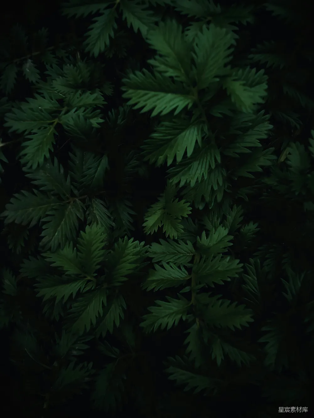 高清摄影 深绿色 自然 植物 背景 纹理 深绿的叶子