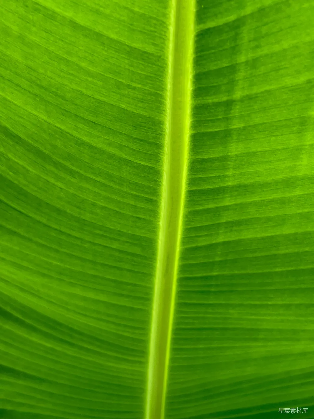 高清摄影 热带植物 叶子 自然纹理 绿色 植物 热带植物的叶子