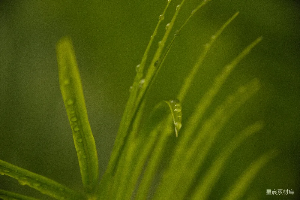 高清摄影 植物 露珠 自然 清新 微距 露珠中的绿色植物