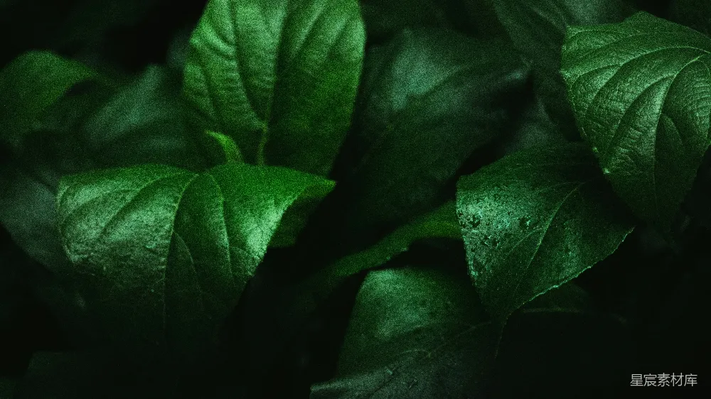 高清摄影 植物 夜视 绿色 自然 夜间 夜视下的绿色植物