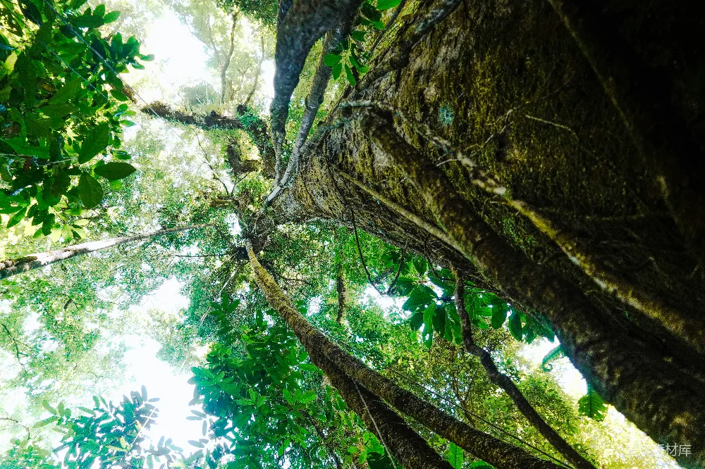 高清摄影 森林 大树 阳光 自然 生态 森林中的巨树