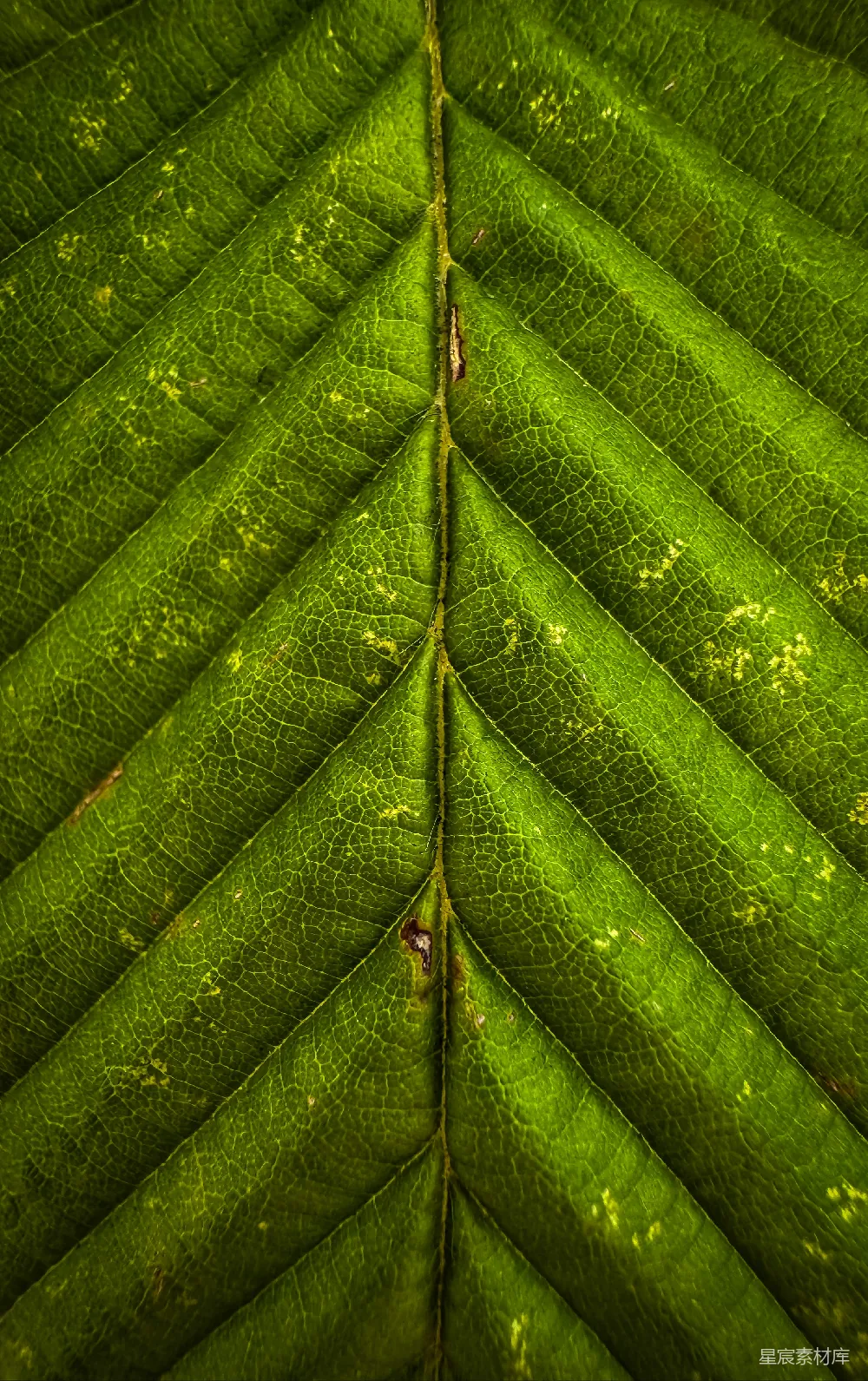 高清摄影 绿色 自然 微观 植物 生态 绿色叶片的微观世界