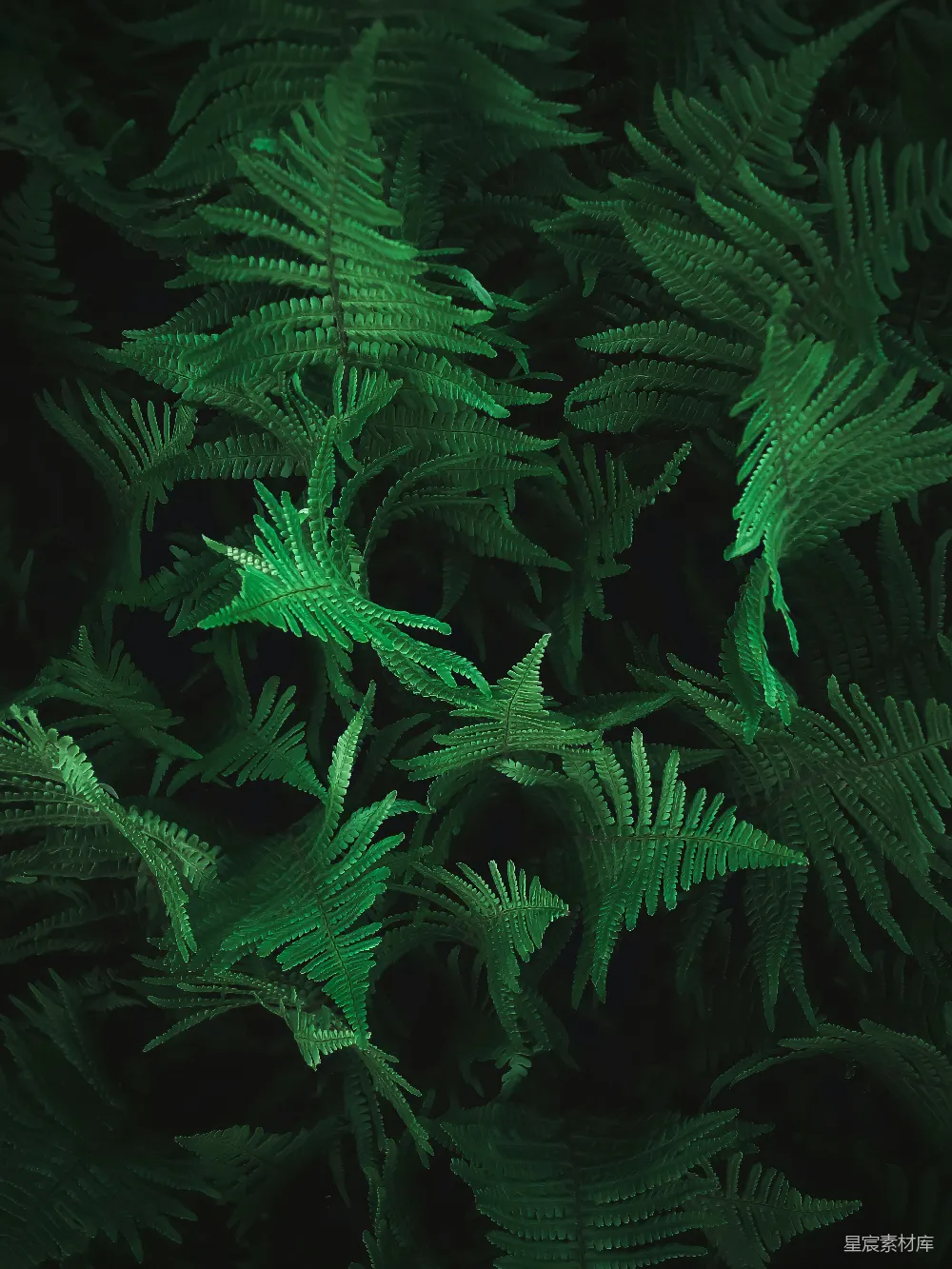 高清摄影 蕨类植物 自然 深色调 生态 森林 幽暗森林中的蕨类植物