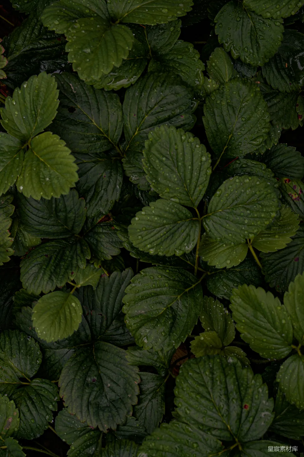 高清摄影 自然 雨滴 绿色 植物 背景 雨后绿叶
