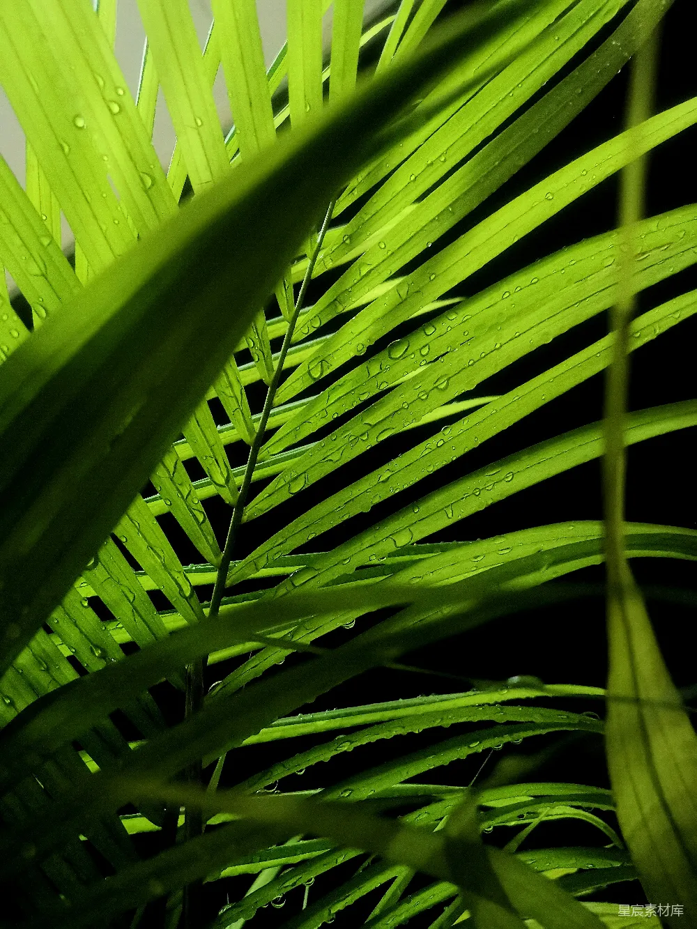 高清摄影 自然 绿色 植物 雨滴 光影 雨后翠绿的棕榈叶
