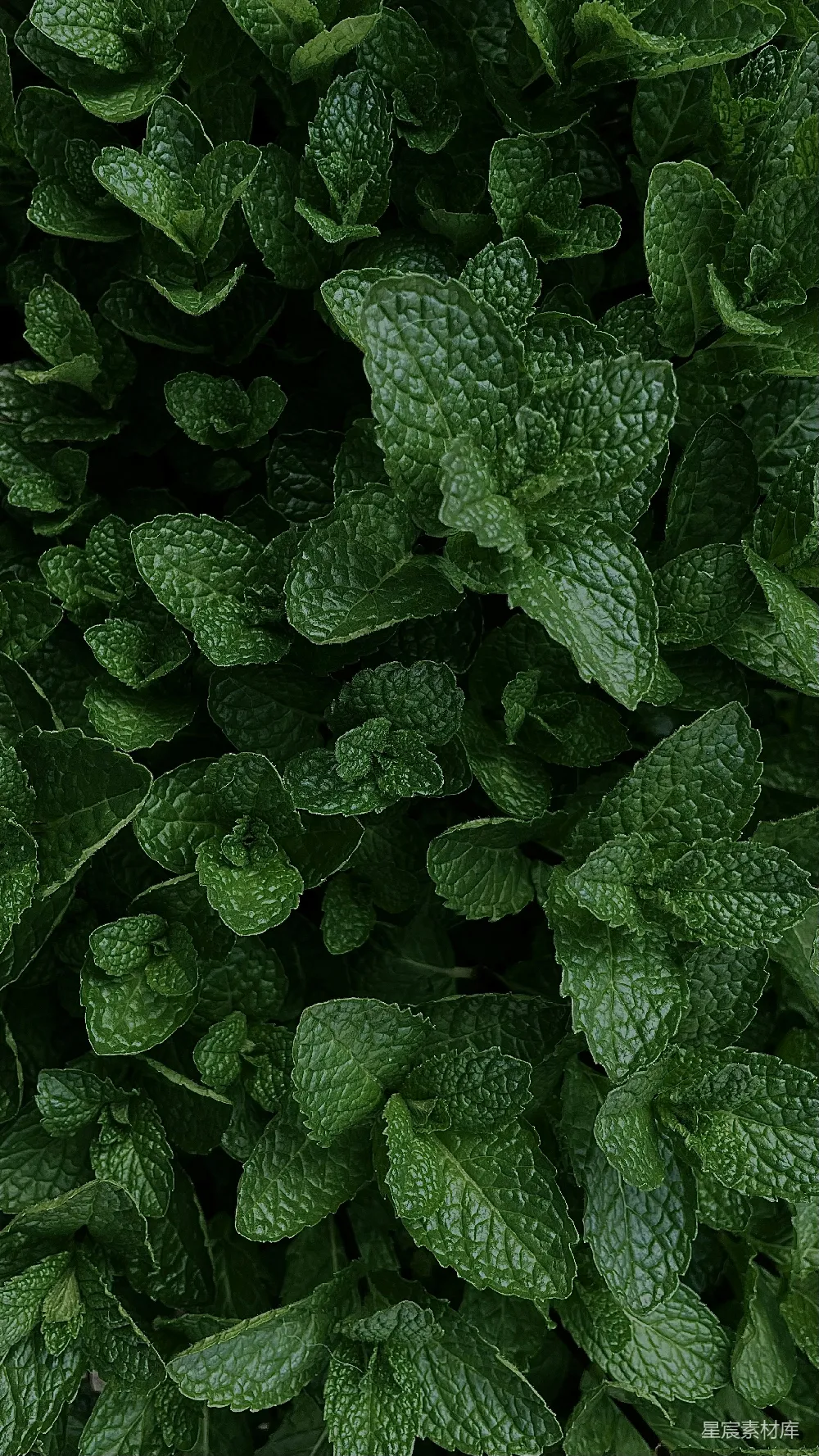 这张图片展示了一片茂盛的薄荷植物，叶片呈现出深绿色，叶脉清晰可见，充满生机。照片采用了较低的拍摄角度，使得叶片的纹理更加突出，给人一种宁静而自然的感觉。适合用作自然背景或植物主题的素材。