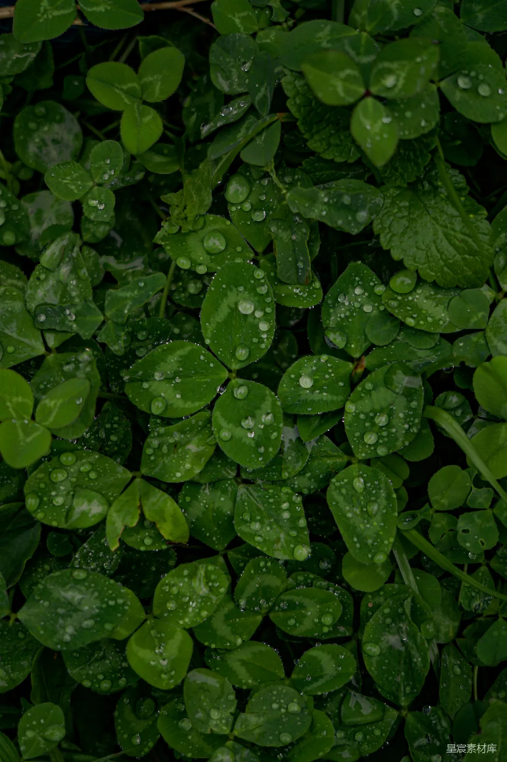 高清摄影 自然 露珠 草地 清新 绿色 雨后青草地上的露珠