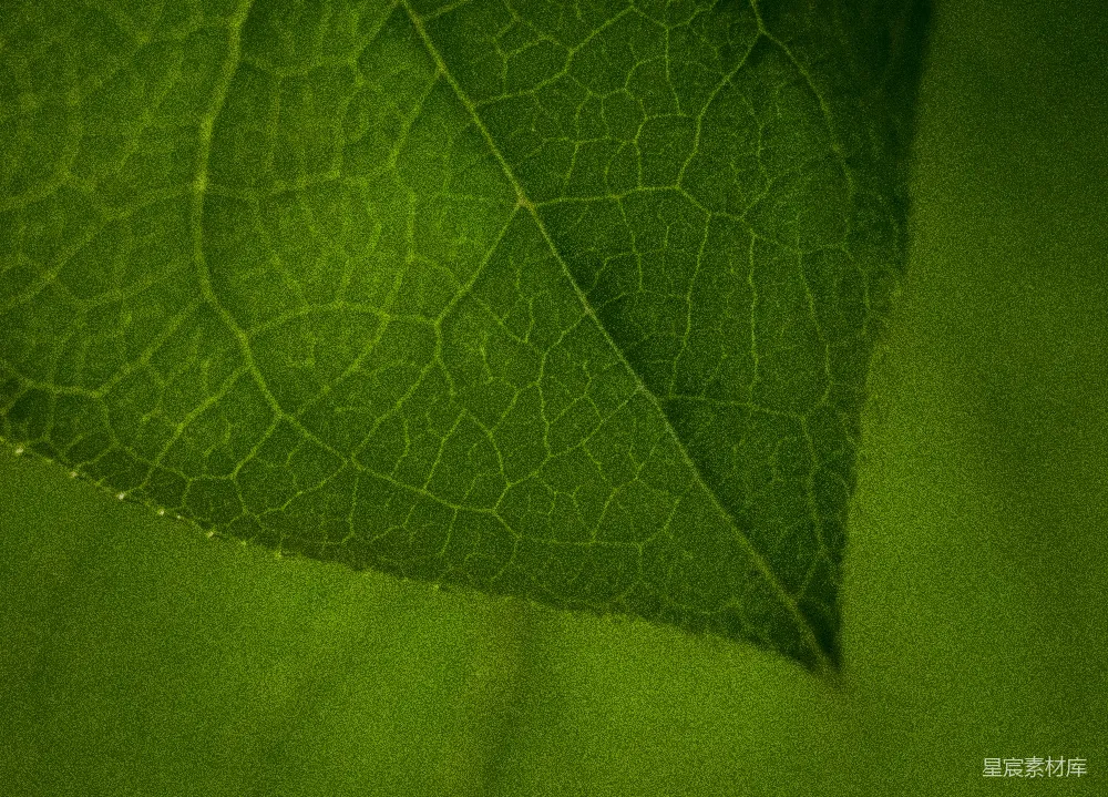 高清摄影 自然 绿色 细节 植物 纹理 叶脉的细节