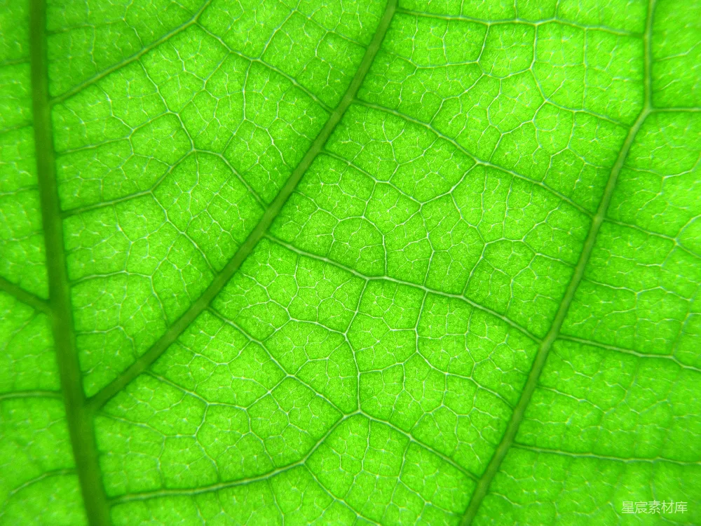 高清摄影 自然 微观 生态 纹理 植物 绿叶脉络