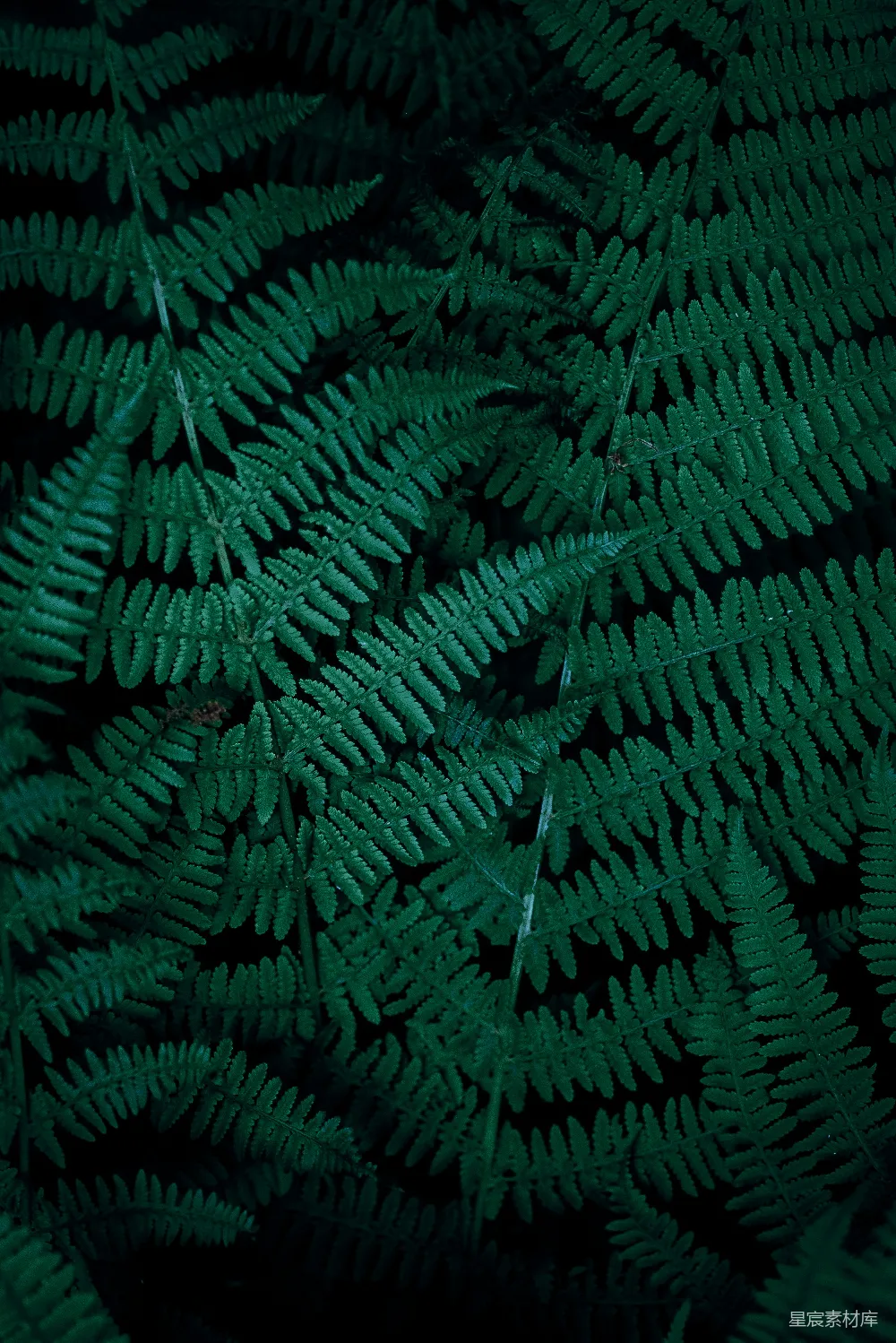 高清摄影 蕨类植物 深绿色 自然纹理 植物细节 自然背景 深绿色蕨类植物特写