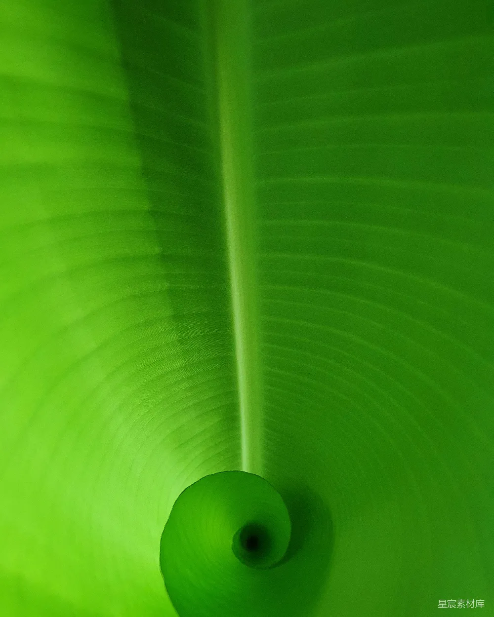 高清摄影 香蕉叶 自然 绿色 植物 纹理 翠绿的香蕉叶