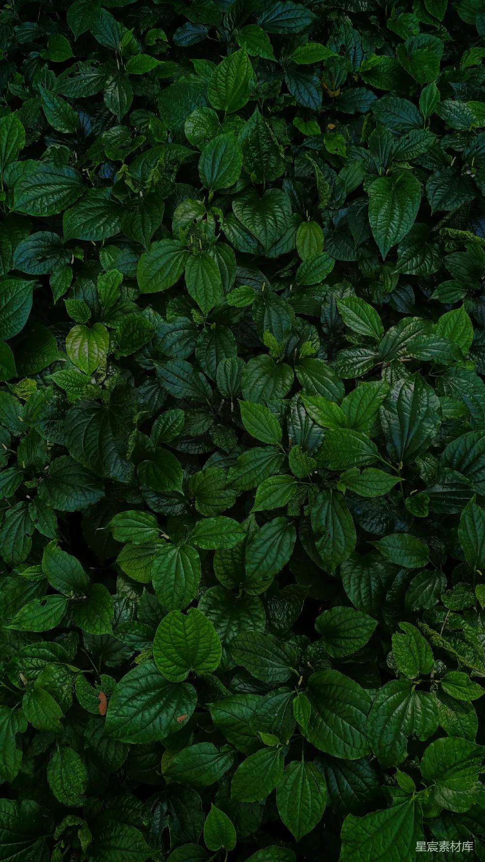 高清摄影 自然 绿色 植物 背景 生态 繁茂的绿叶植物