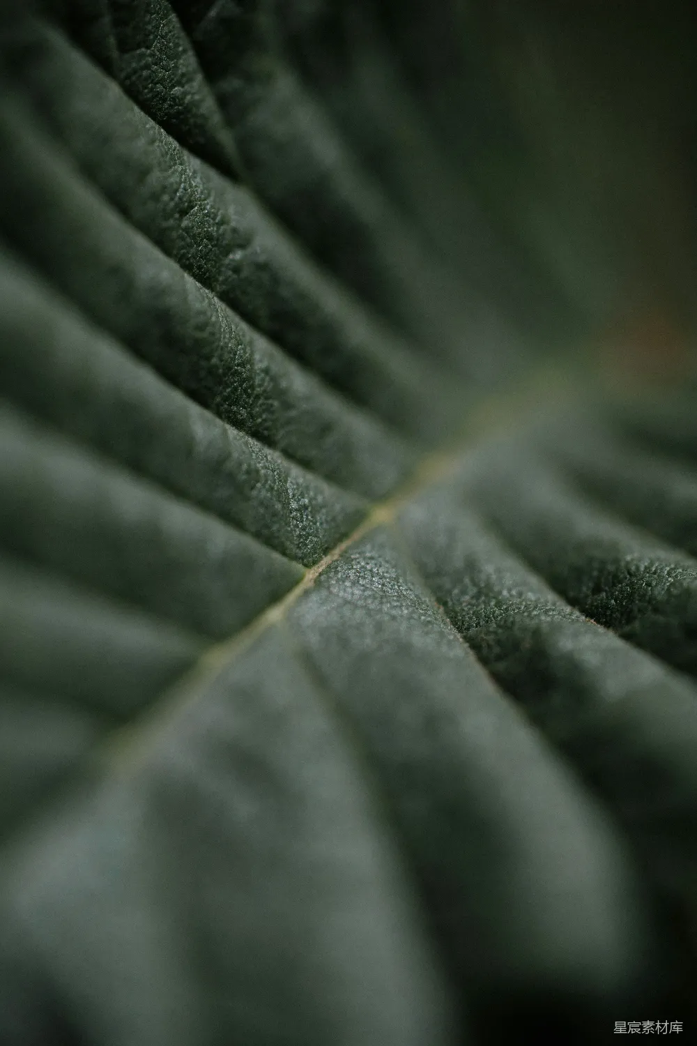 高清摄影 植物 纹理 自然 生态 细节 细腻的绿色叶片纹理
