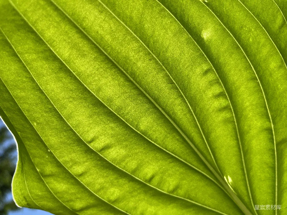高清摄影 自然 绿色 光影 纹理 植物 阳光下的绿叶纹理