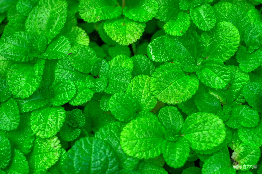 高清摄影 自然 绿色 植物 背景 生态 生机盎然的绿叶特写