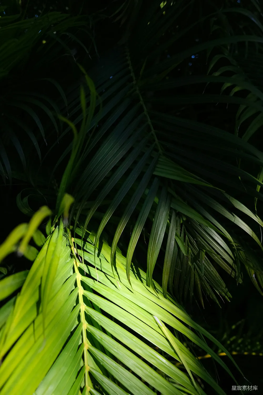 高清摄影 植物 夜间 自然 绿色 叶子 夜间绿色植物特写