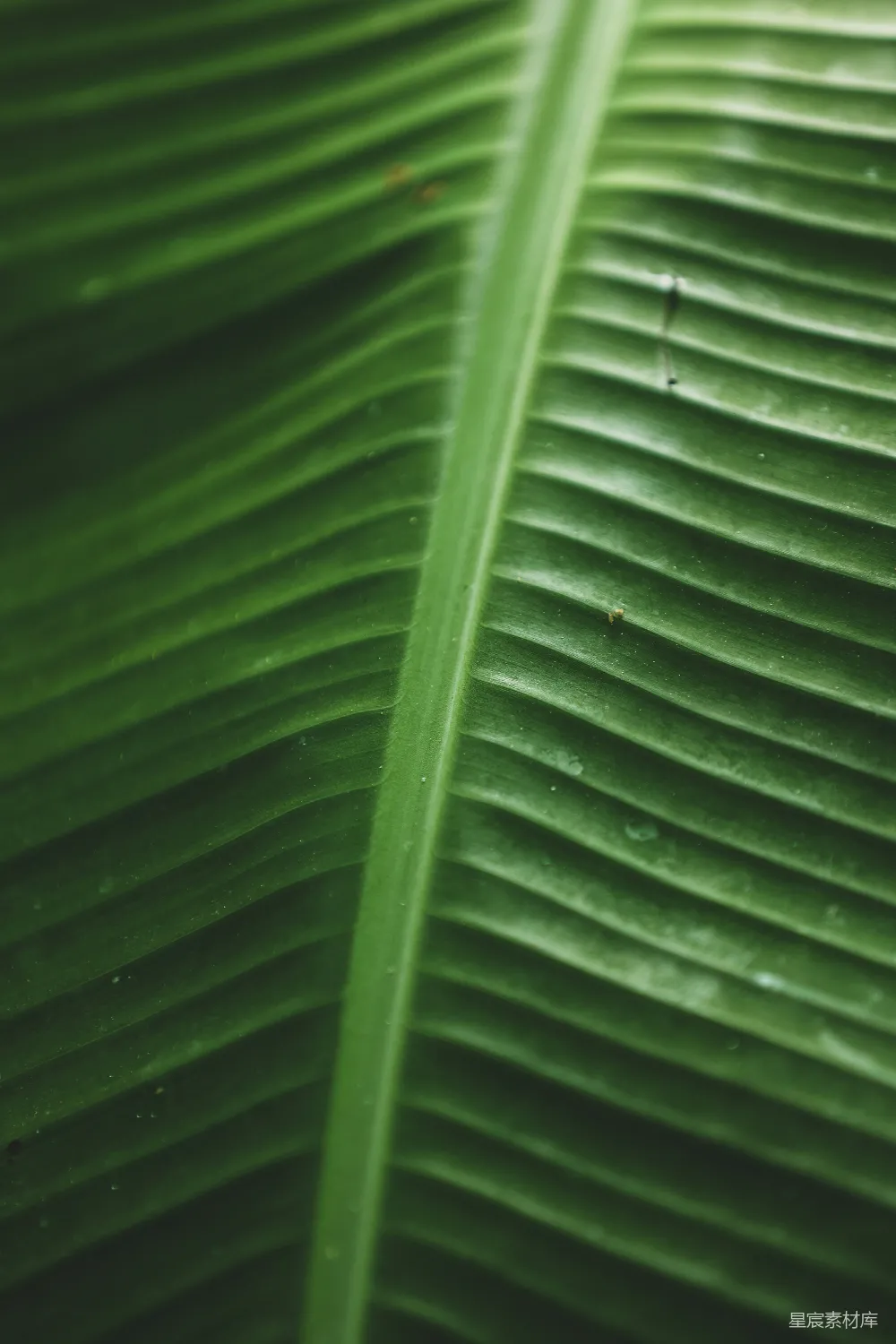 高清摄影 自然 植物 纹理 清新 生态 绿色叶片的纹理