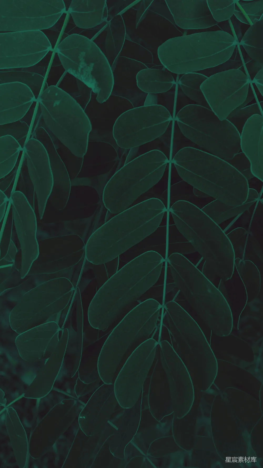 高清摄影 自然 植物 深色调 清新 背景 幽暗绿叶