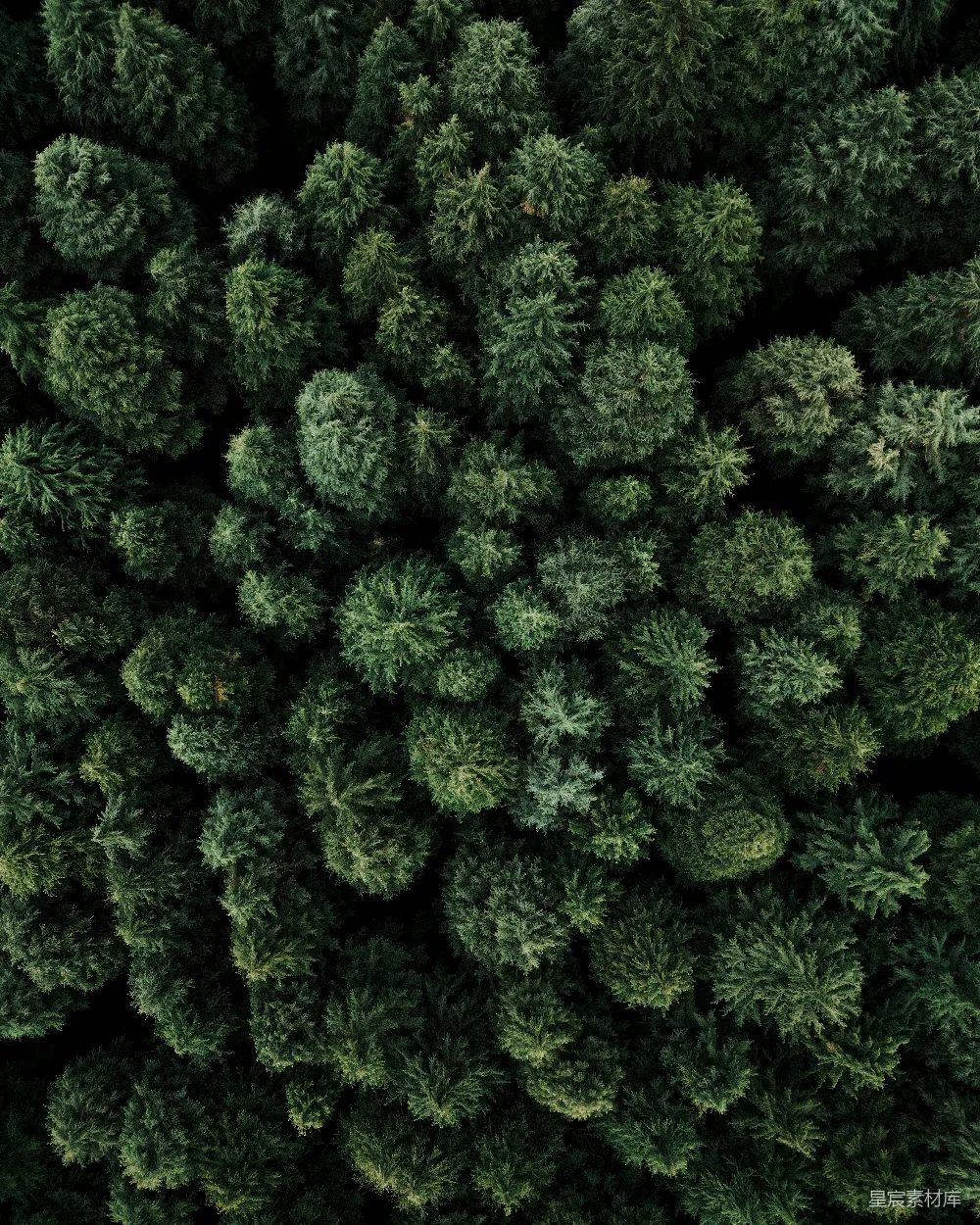 高清摄影 森林 自然 俯瞰 宁静 生态 俯瞰绿色森林