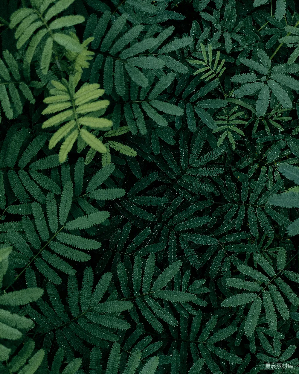 高清摄影 绿色 植物 自然 纹理 生机 绿色植物特写