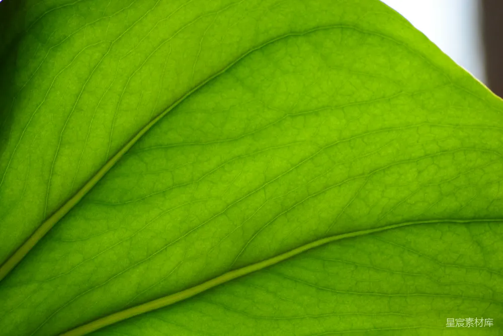 高清摄影 自然 绿色 纹理 植物 生态 绿叶的脉络