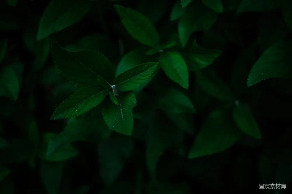 高清摄影 植物 深绿色 叶子 自然 背景 深绿植物特写