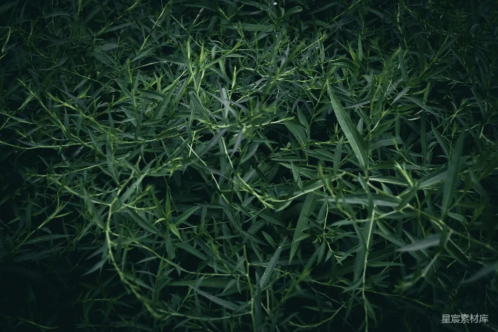 高清摄影 自然 植物 绿色 背景 生态 茂盛的绿植特写