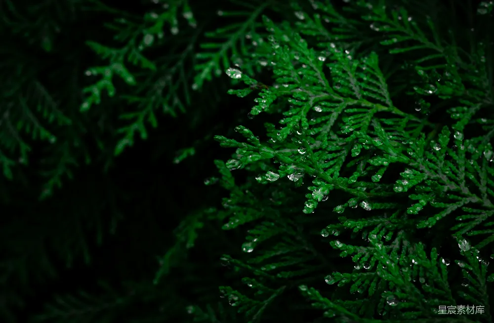 高清摄影 自然 绿色 雨滴 植物 清新 雨后松针