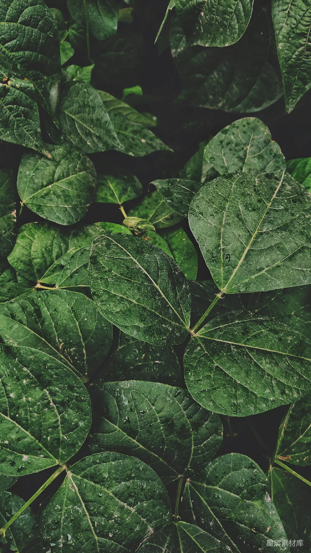 高清摄影 绿色 自然 树叶 生态 背景 郁郁葱葱的叶子