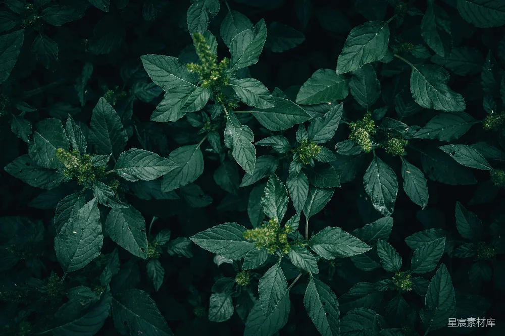 这张图片展示了茂盛的绿色植物，叶片深邃且富有质感。叶片边缘的细小孔洞和顶部的花蕾为画面增添了一些细节。整体色调偏暗，给人一种宁静而深邃的自然感受，适合用作自然或生态主题的背景或素材。