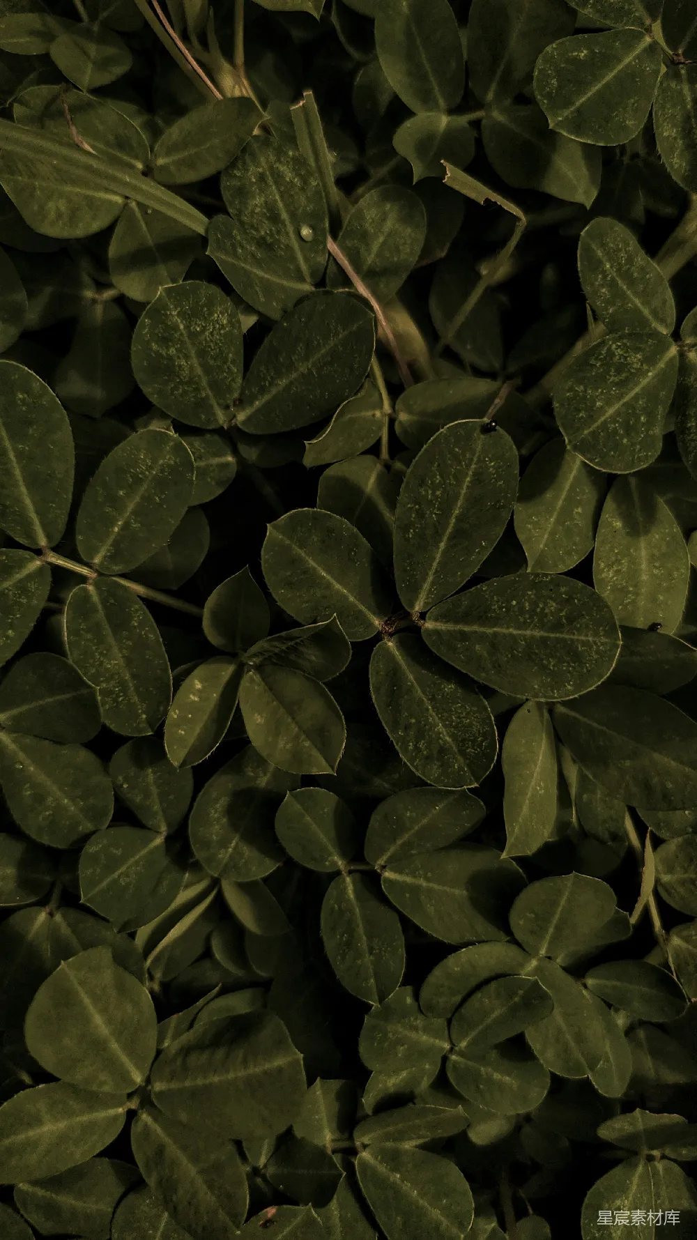 高清摄影 植物 叶子 自然 背景 纹理 深绿色植物叶子特写