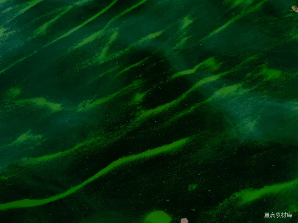 高清摄影 抽象 绿色 自然 背景 纹理 绿色纹理的抽象背景
